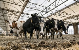 'Neem dierenwelzijn op in doelsturing'