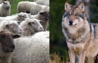 Kijk terug: documentaire Veehouders versus de wolf