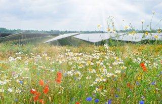 Met passend beheer kan zonnepark biodiversiteit vergroten