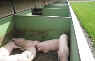 Hoogwaardiger voer voorkomt staartbijten bij varkens