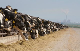 Amerikaanse rundveeprijzen dalen door vogelgriep bij koeien