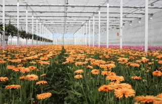 Hoge bloemenprijzen in aanloop naar Moederdag