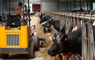 Prognose: melkveesector komt in 2024 boven fosfaatplafond uit