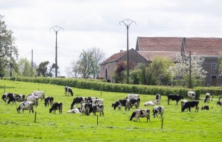 Dierenwelzijn opgenomen in grondwet in België