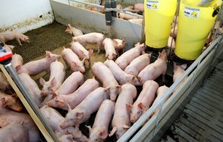 Chinese bedrijven willen onderzoek Europees varkensvlees bij importheffing Chinese auto's
