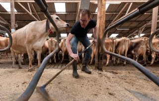 Melkveehouders pakken op nieuwe plek betere kansen