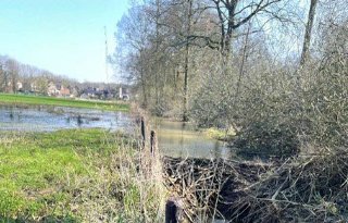 Limburg blijkt luilekkerland voor de bever