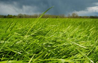 Vijf nieuwe rassen Engels raaigras op rassenlijst