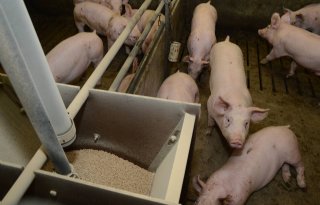 Onderzoek+naar+effect+biologisch+voer+op+varkens+als+model+voor+mens