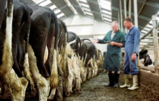 Gros rundveedierenartsen gebruikt info uit koemonitoringsystemen