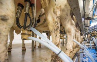 FrieslandCampina verhoogt melkprijs met 50 cent, bioprijs blijft gelijk