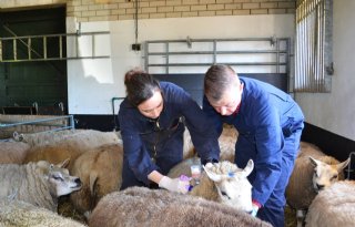 Grootste deel schapen gevaccineerd tegen blauwtong
