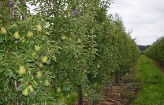 Limburgse fruittelers bijeen over duurzaam verdienmodel