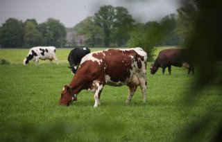 Aangenomen motie VVD Moerdijk is vooral morele steun aan veehouders