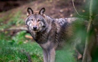 Faunabescherming+naar+rechter+om+vangen+en+zenderen+Utrechtse+wolf