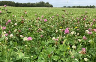 Campagne voor kruidenrijk grasland richting 10.001 hectare