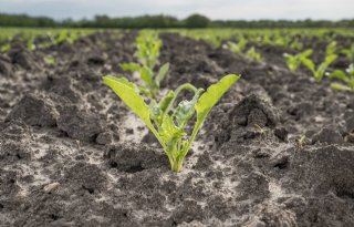 Gemiddelde zaaidatum suikerbieten valt al in maart