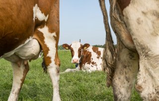 Kabinet+zet+gesprekken+over+dierwaardige+veehouderij+voort