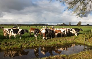 Cono onderzoekt aangepaste norm voor weidegang