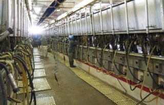 Tweede keer vogelgriep bij medewerker melkveebedrijf in de VS
