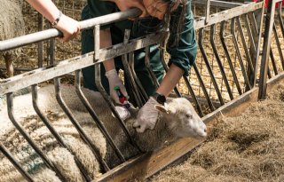 België compenseert veehouders voor kosten vaccinatie blauwtong en EHD