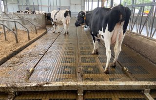 Rabobank bezorgd over financiering Brabantse veehouders