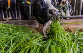 Herfstgras moet juist naar het melkvee