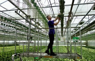 Potplantenkweker: 'Afwachten hoe markt circulair verhaal oppikt'