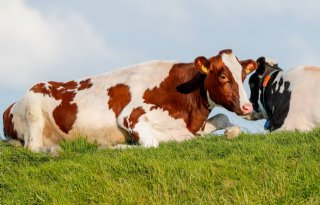 Stamboek sterk door grote achterban