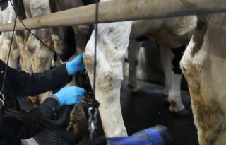 Melkprijs RFC iets omhoog, zuivelnoteringen blijven stabiel