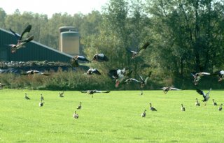 Grote ganzenjacht op stapel in Zeeland door toenemende schade
