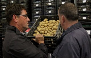 Vroege aardappelen bijna klaar om te veilen