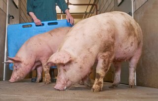 Topigs Norsvin is nu de grootste varkensfokkerijorganisatie in boerenhanden