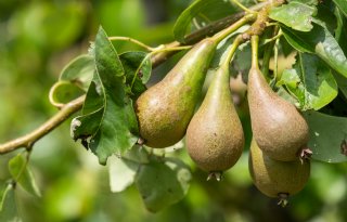 Appels en peren ruien stevig, maar kwaliteit is goed