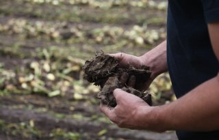 Vroege+plantuien+starten+op+iets+hoger+prijsniveau