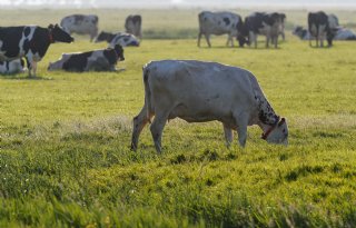 'Stikstofneerslag daalt komende jaren sneller dan verwacht'