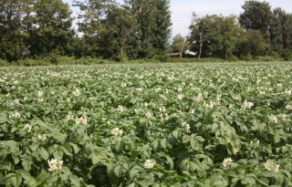 Biostimulant helpt aardappelplant door kritische periode heen