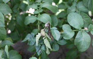 Ctgb laat nieuwe fungicide toe tegen phytophthora in aardappelen