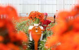 Bloemen zorgen voor grotere exportwaarde