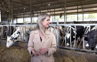 Plannen gelekt: 2,6 miljard euro voor stikstofaanpak