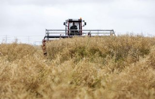 Duurdere olie tilt koolzaad boven de 500 euro