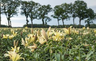 Provincie Drenthe zint op antwoord met bollenplan