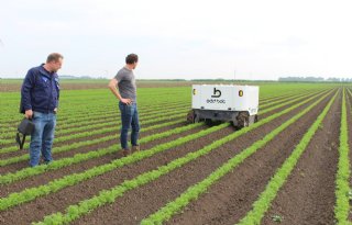 Wiedrobot bespaart 800 arbeidsuren op 11 hectare peen