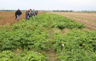 Robuuste rassen blijven deels overeind, ondanks zware druk van phytophthora