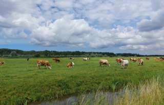 'Goed beheer van landschap kan niet zonder koeien'