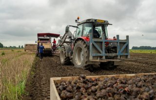 Laatste+tulpenbollen+vallen+mee+in+opbrengst