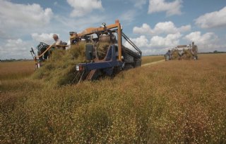 Vlasoogst lijkt veelbelovend op Zuid-Beveland