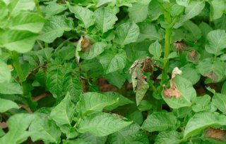 Situatie phytophthora in aardappelen ronduit zorgwekkend