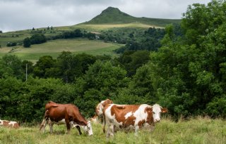 67 uitbraken van lumpy skin disease in Frankrijk en Italië