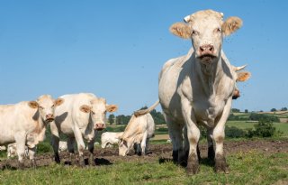Nu 24 uitbraken lumpy skin disease in Frankrijk en Italië